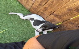 Whippet dogs for sale: One girl left ready to leave  - Image 5