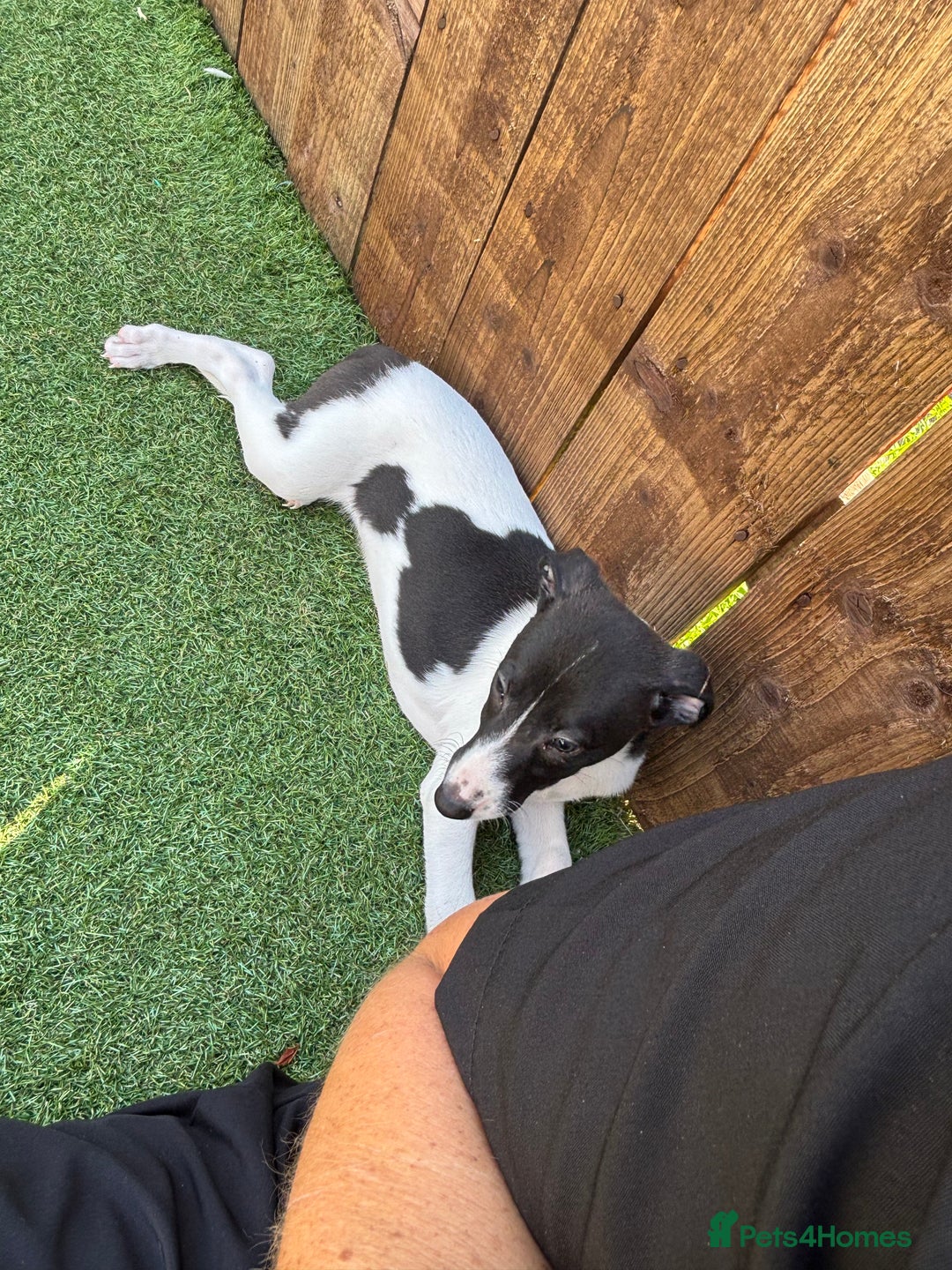 Whippet dogs for sale: One girl left ready to leave  - Image 5