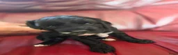 Cockapoo dogs for sale: Beautiful Cockapoo puppies.  - Advert 13