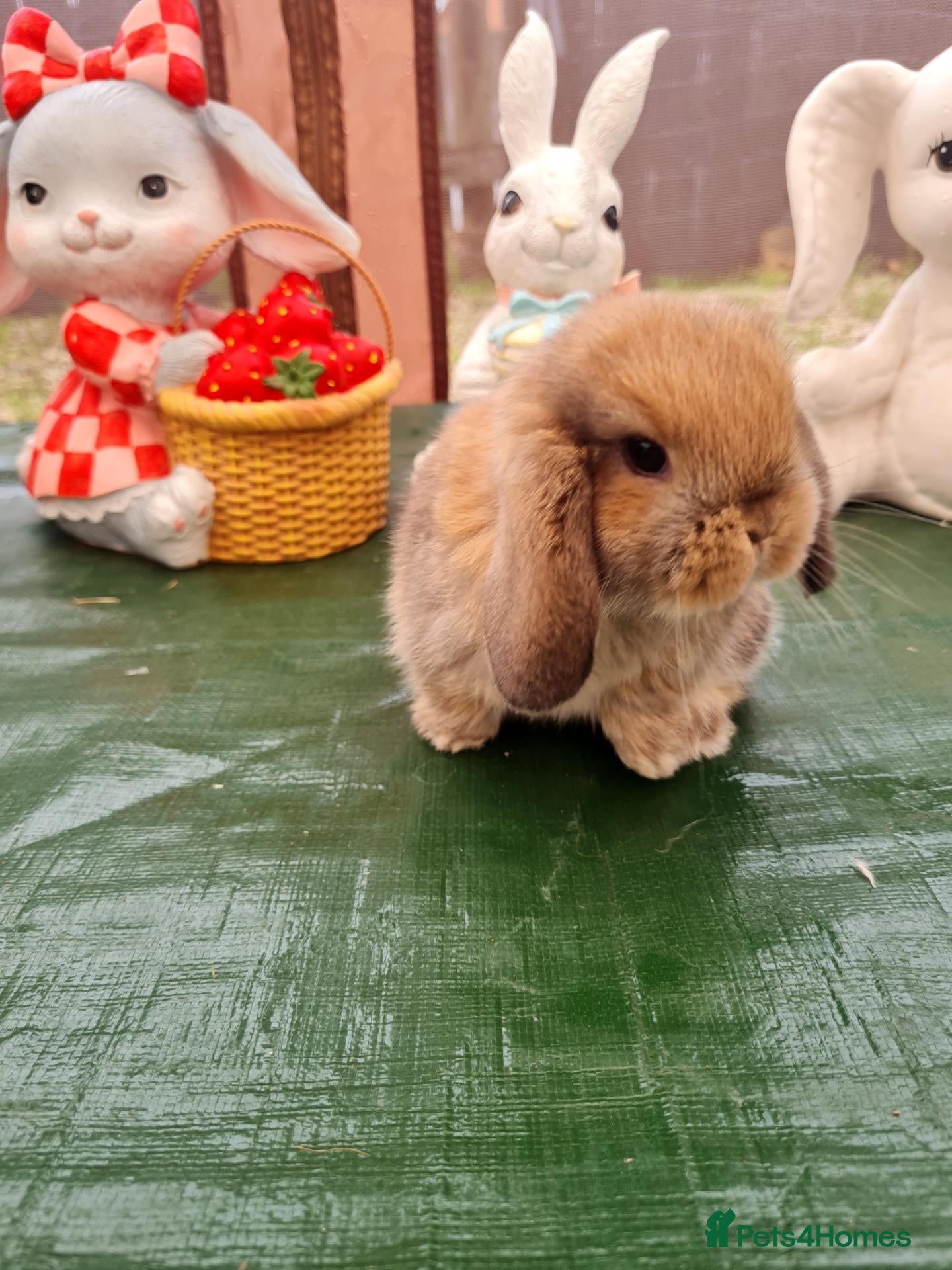 Mini Lop rabbits Paisley's Bunny Barn  - Advert 2