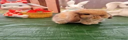 Mini Lop rabbits for sale: Paisley's Bunny Barn  - Advert 1