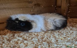Guinea Pig rodents for sale: Mixed female guinea pig  - Image 3