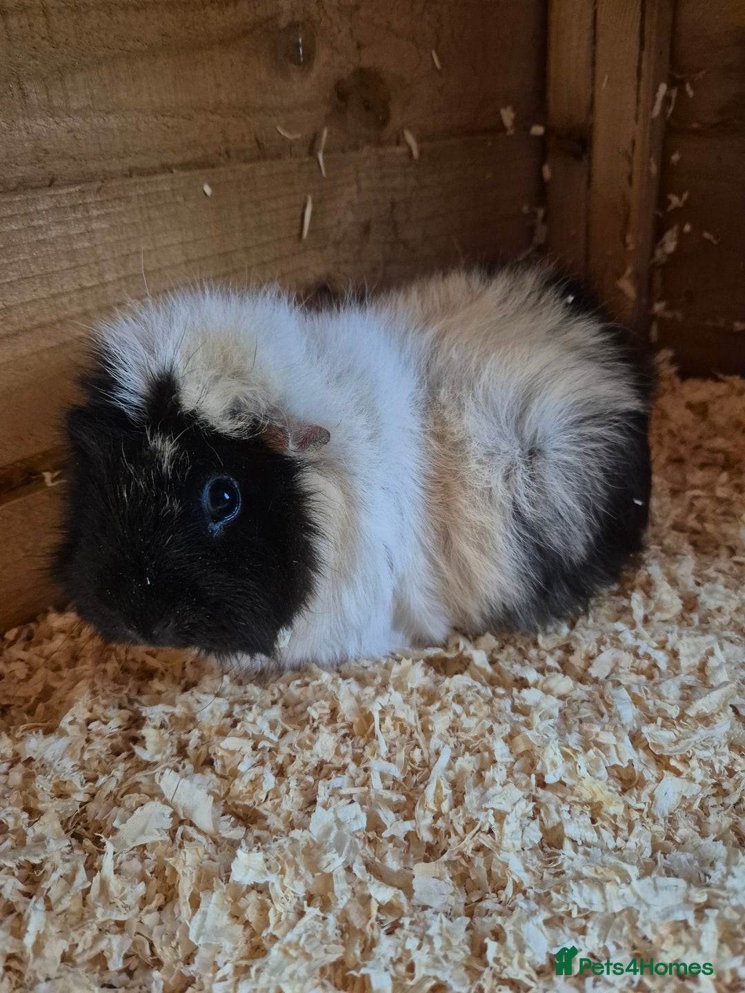 Guinea Pig rodents for sale: Mixed female guinea pig  - Image 3