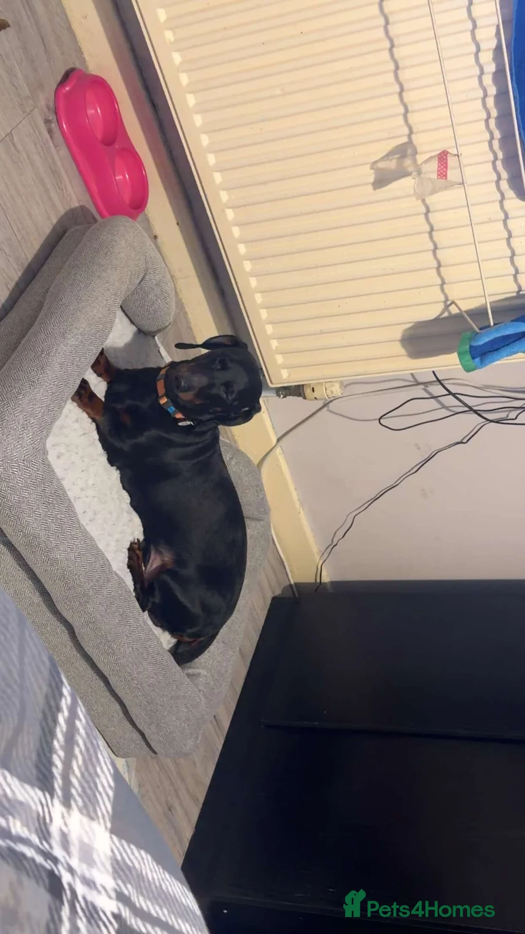 Dachshund dogs for sale: 2 year old Daschund  - Advert 2