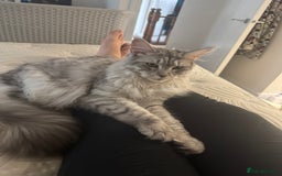 Maine Coon cats for sale: Female Maine coon  - Image 4