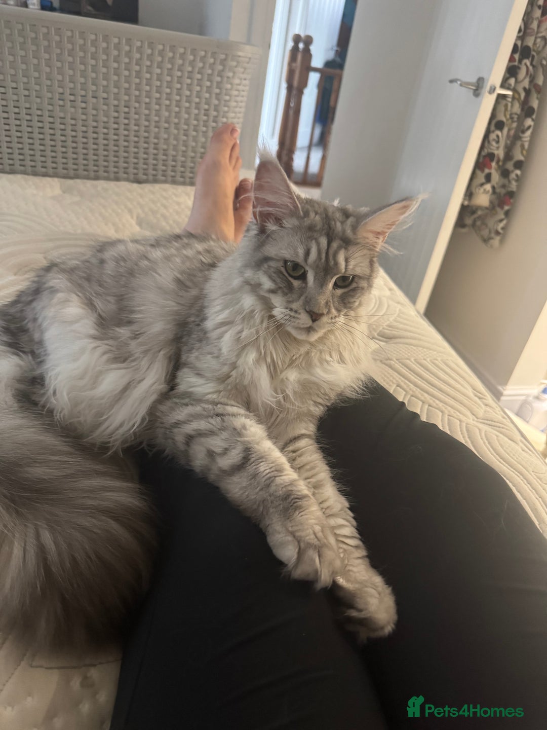 Maine Coon cats for sale: Female Maine coon  - Image 4