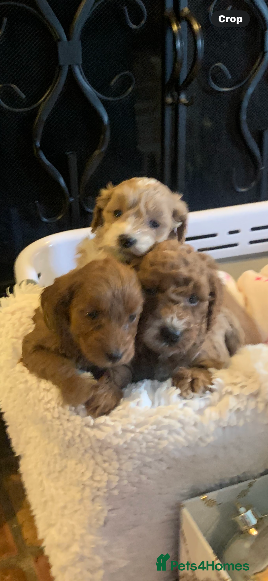 Cockapoo dogs for sale: F1b cockapoo  - Advert 4
