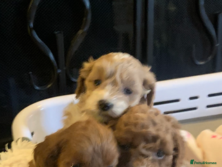 Cockapoo dogs F1b cockapoo - Advert 15