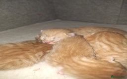 Mixed Breed cats for sale: Kittens ready for forever home - Image 18