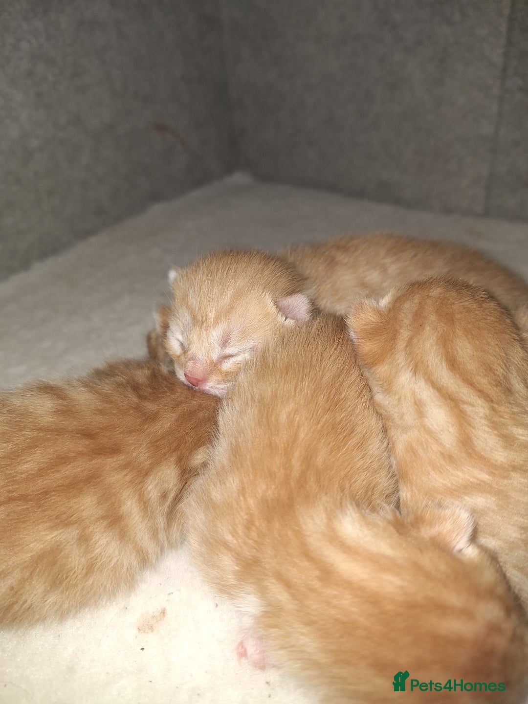 Mixed Breed cats for sale: Kittens ready for forever home - Image 18