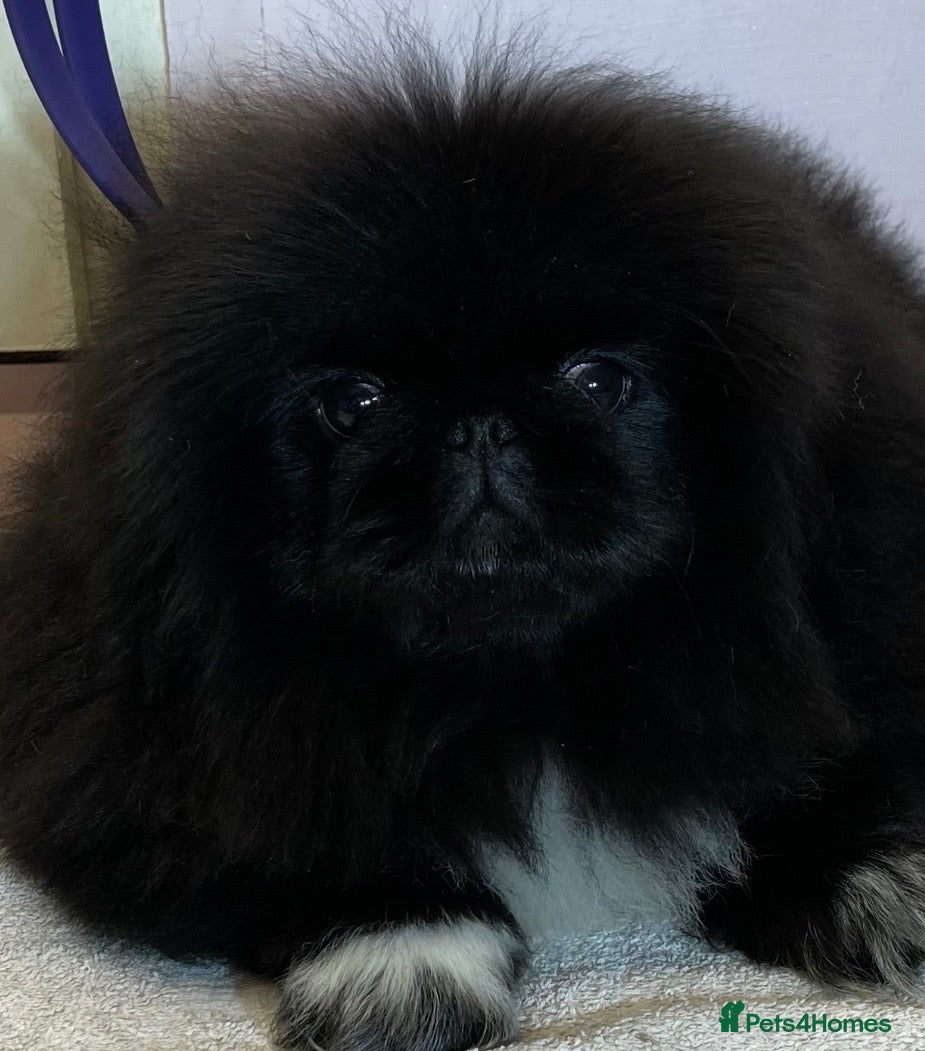 Pekingese dogs 💙Stunning Black KC registered Pekingese Puppy💙 - Advert 2