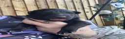 German Shepherd dogs for sale: German shepherd black - Advert 4