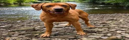 Labrador Retriever dogs for stud: Proven KC Fully Health Tested Fox Red Labrador in Carlisle - Advert 4