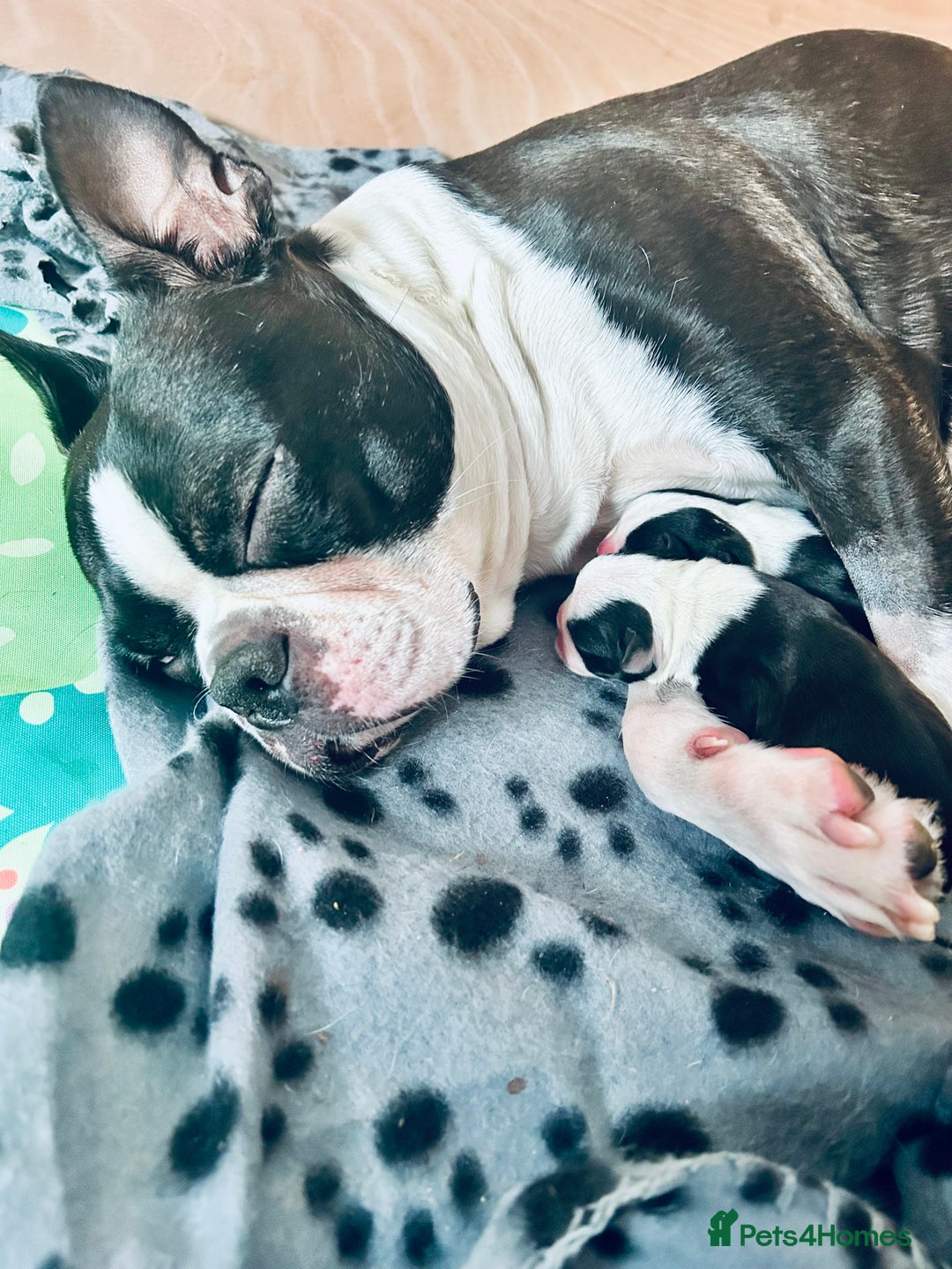 Boston Terrier dogs for sale: Beautiful Chunky KC Boston Terrier Puppies - Image 32