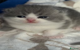 British Shorthair cats for sale: BSH BICOLOR KITTENS FROM 🏆CHAMPIONS LINE🏆 - Image 4