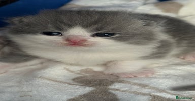 British Shorthair cats - Advert 15