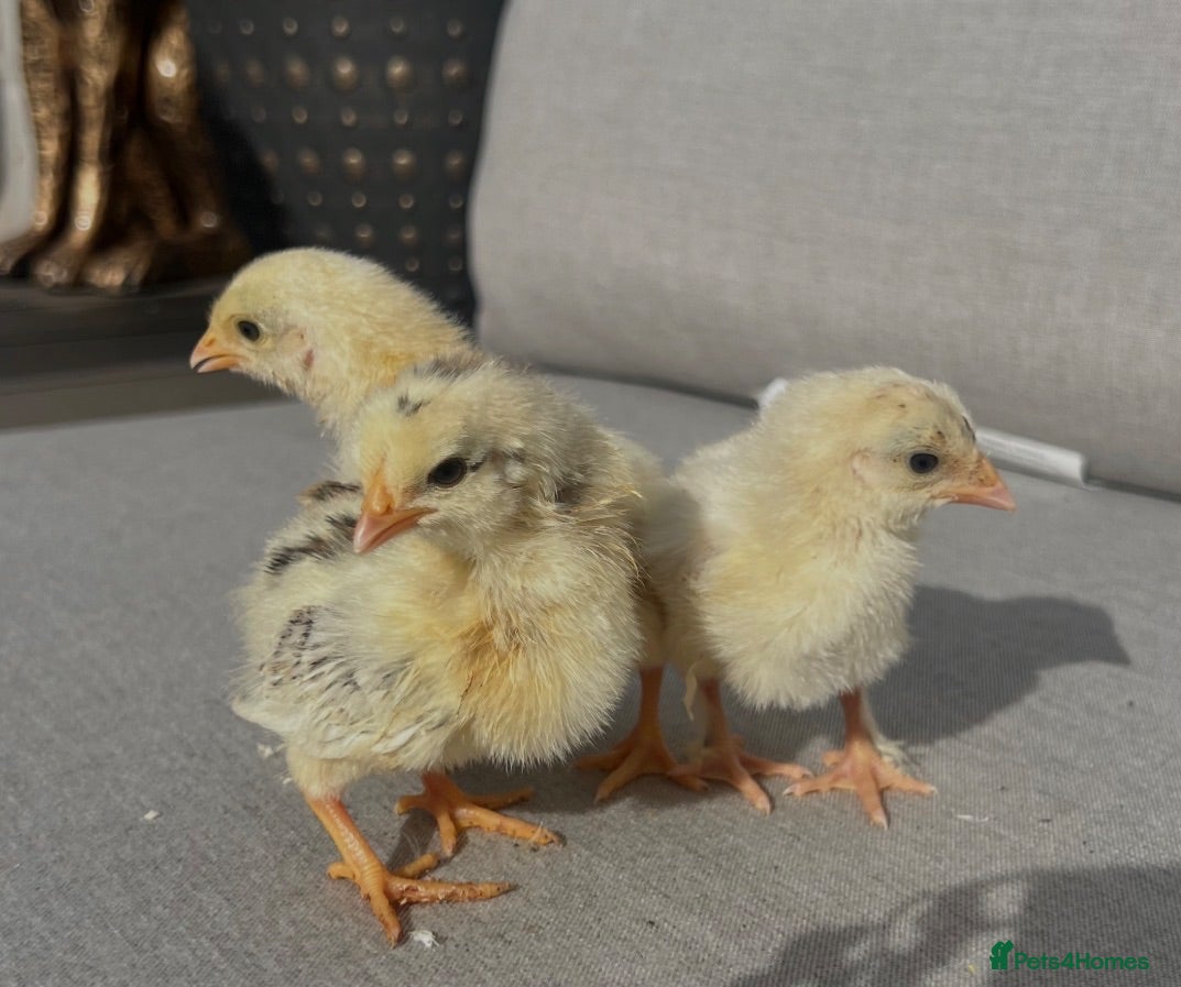 Chickens poultry BABY CHICKS FOR SALE  - Advert 2