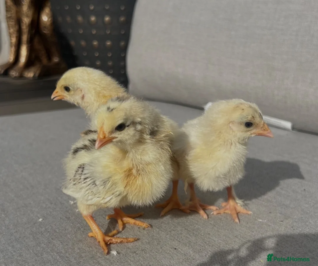 Chickens poultry for sale: BABY CHICKS FOR SALE  - Advert 2
