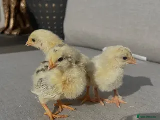 Chickens poultry BABY CHICKS FOR SALE - Advert 2