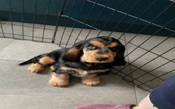 Cocker Spaniel dogs for sale: Dark Sable boy looking for his forever home - Image 1