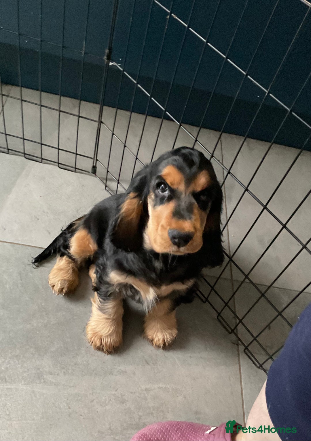 Cocker Spaniel dogs for sale: Dark Sable boy looking for his forever home - Image 1