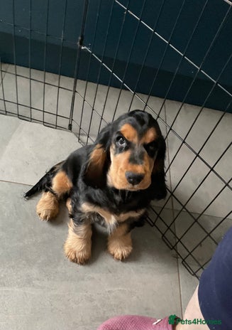 Cocker Spaniel dogs - Advert 1