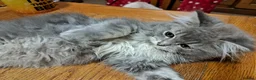 RagaMuffin cats for sale: 3 adorable Raga-per kittens. Born 7/7/26   - Advert 5