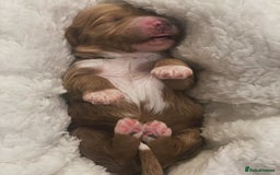 Goldendoodle dogs for sale: Australian Labradoodle RED&White TUX -Waiting list - Image 24