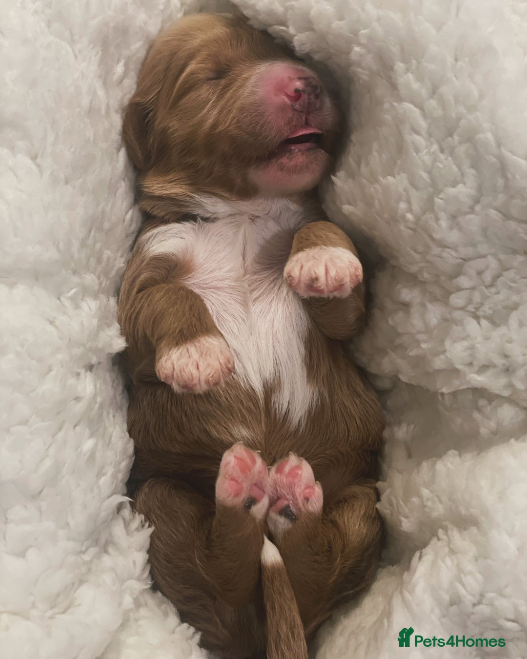 Goldendoodle dogs for sale: Australian Labradoodle RED&White TUX -Waiting list - Image 24