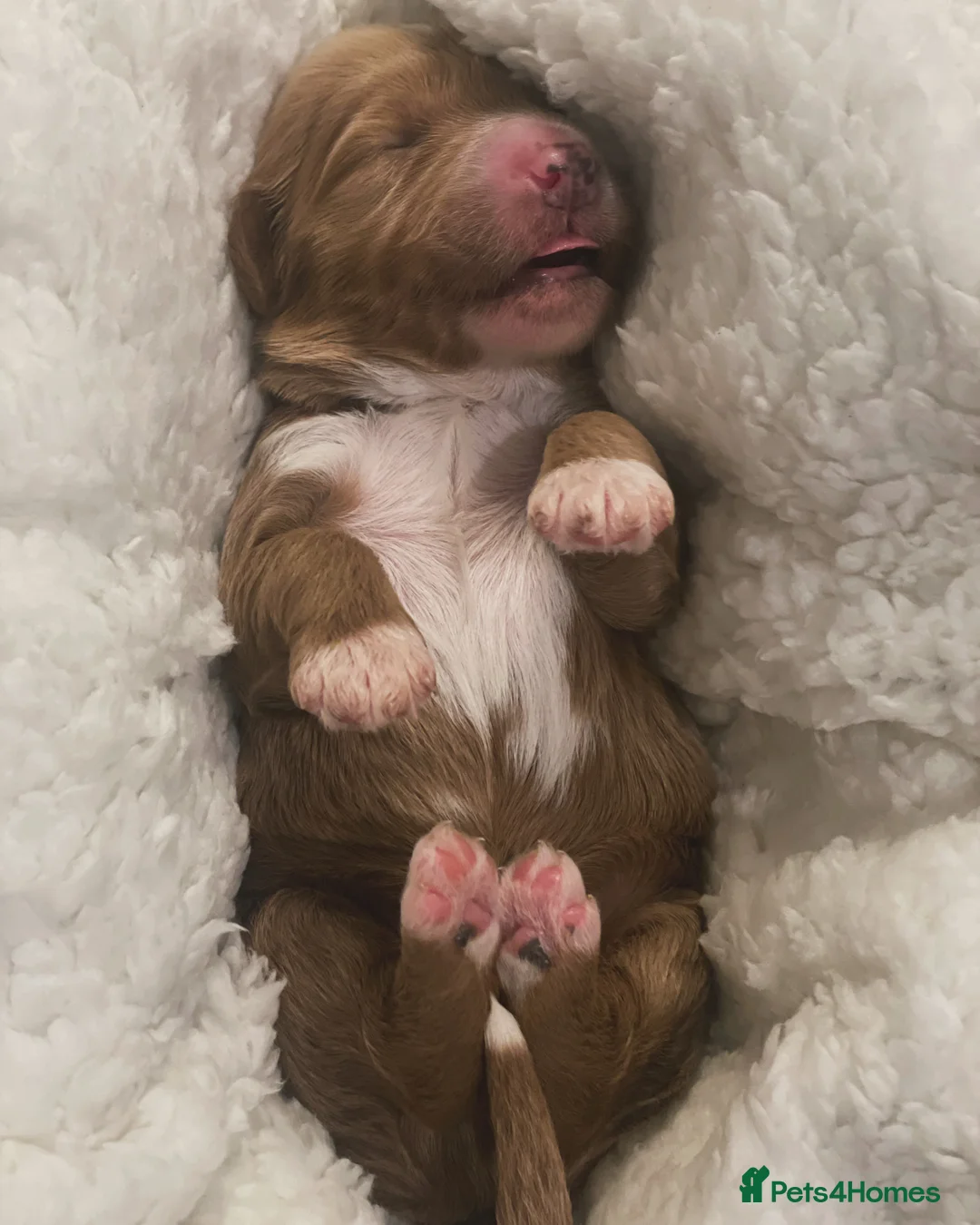 Goldendoodle dogs for sale: WAITING LIST- Australian Labradoodle RED&White TUX - Advert 20