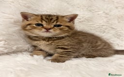 British Shorthair cats for sale: British Shorthair Kittens 🐱 - Advert 6