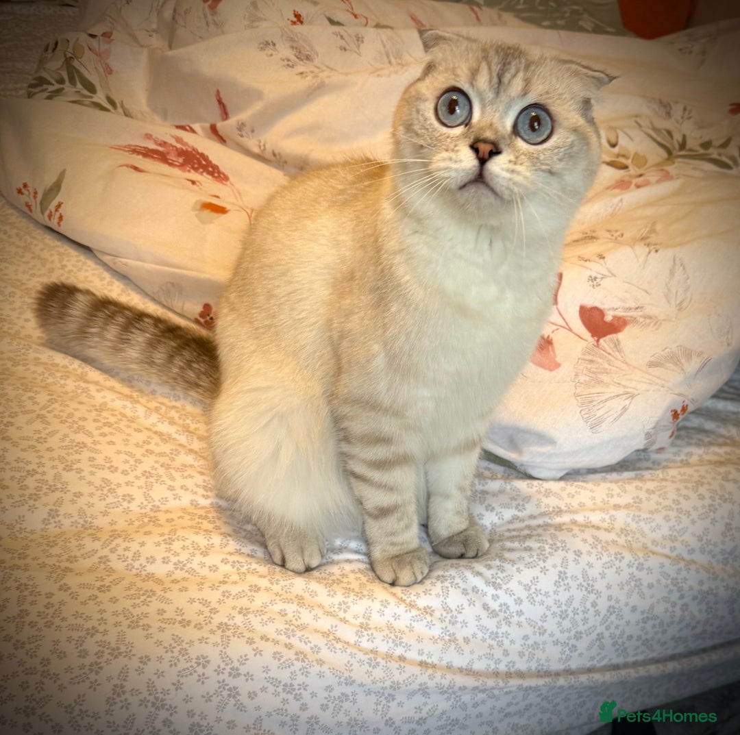 Scottish Fold cats for sale: 😻Stunning Pure breed Scottish fold kittens 😻 - Advert 10
