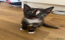 Bengal cats for sale: 7 adorable bengal/tort kitties available now!  - Image 10