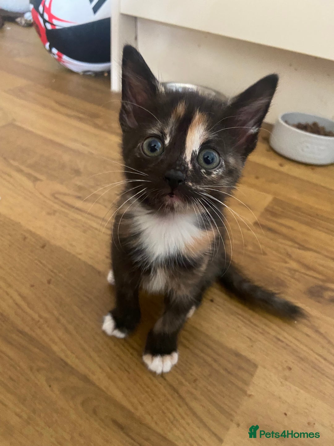 Bengal cats for sale: 7 adorable bengal/tort kitties available now!  - Image 10