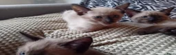 Mixed Breed cats for sale: Ragamise kittens - Advert 8