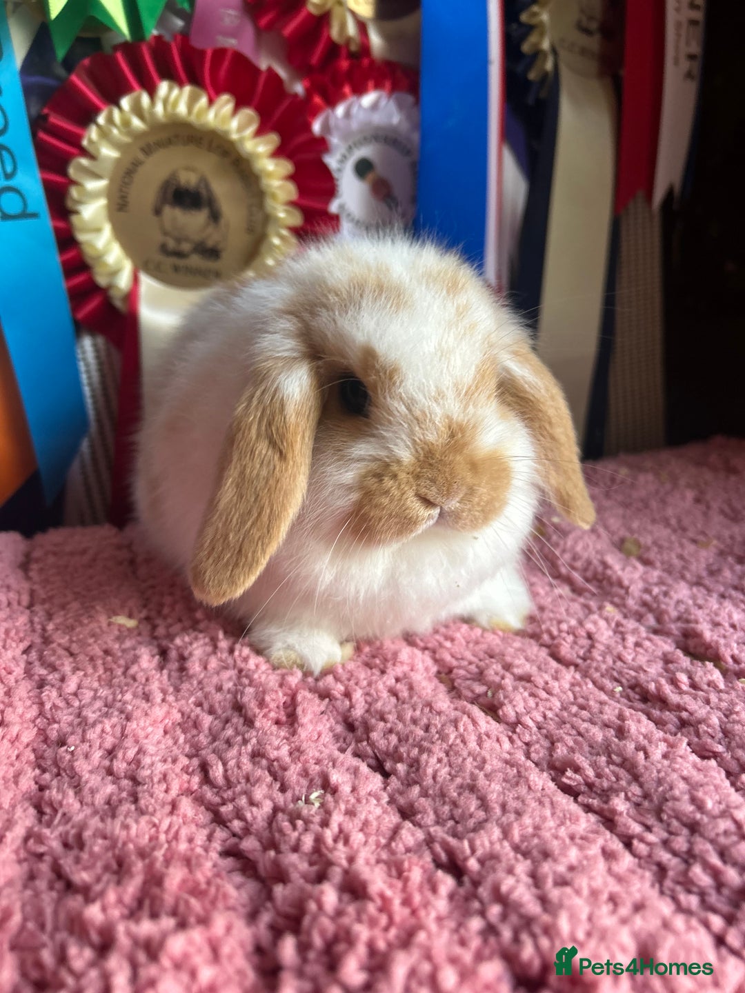 Mini Lop rabbits for sale: Vaccinated mini lop and lion lop babies - Advert 8