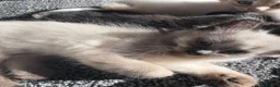 Mixed Breed cats for sale: Kittens for sale  in Clacton-on-Sea - Advert 5