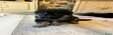 German Shepherd Puppy 1