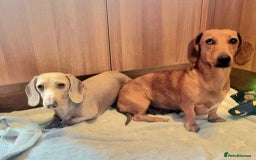 Dachshund dogs for sale: 🩷lovely Dachshund Puppy’s Ready For New homes🩷 - Advert 8