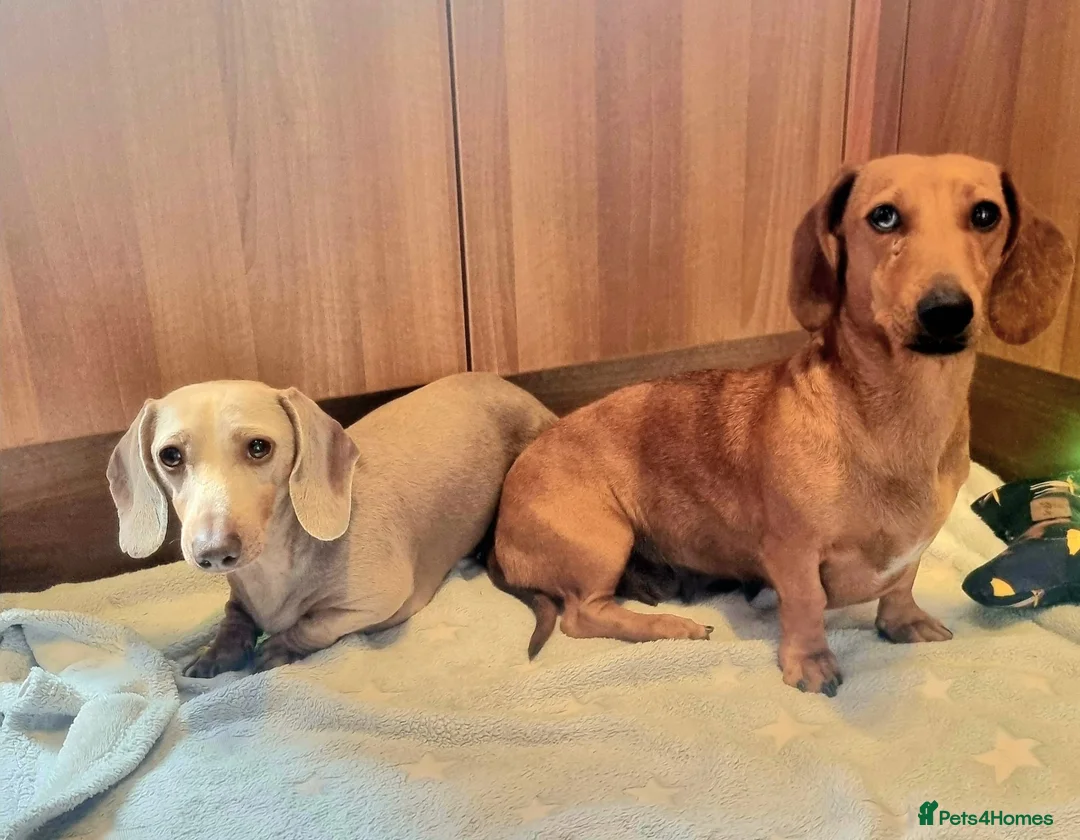 Dachshund dogs for sale: 🩷lovely Dachshund Boys Ready For New homes🩷 - Advert 3