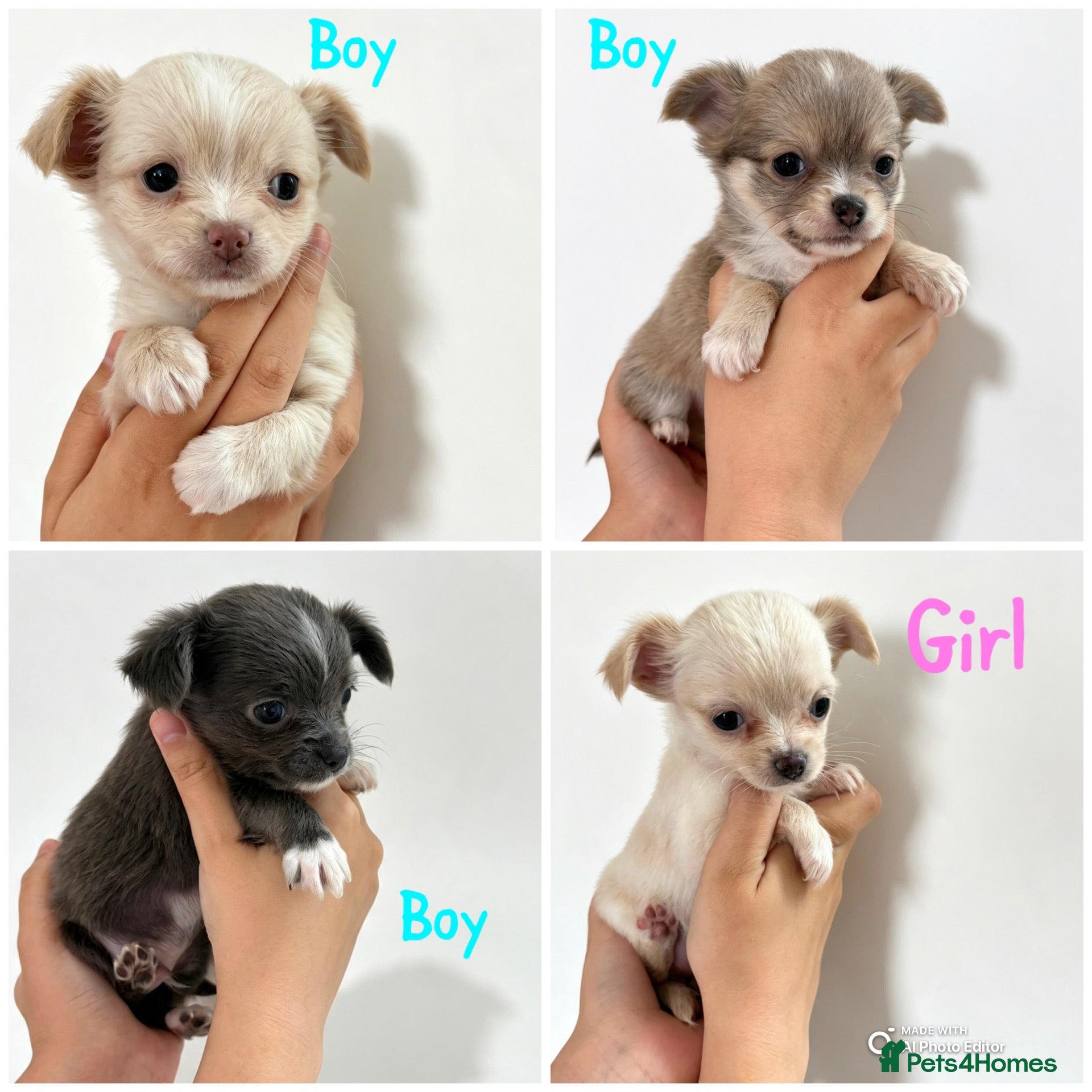 Chihuahua dogs  Chihuahuas  - Advert 1