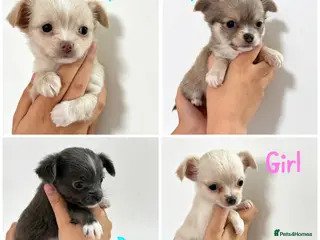 Chihuahua dogs Chihuahuas - Advert 1