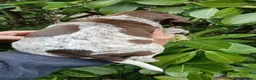 Pointer dogs for sale: HPR Puppies - Friendly ready Soon - Advert 19