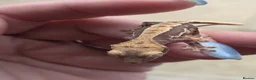 Gecko reptiles for sale: Lily white crested geckos - Advert 3