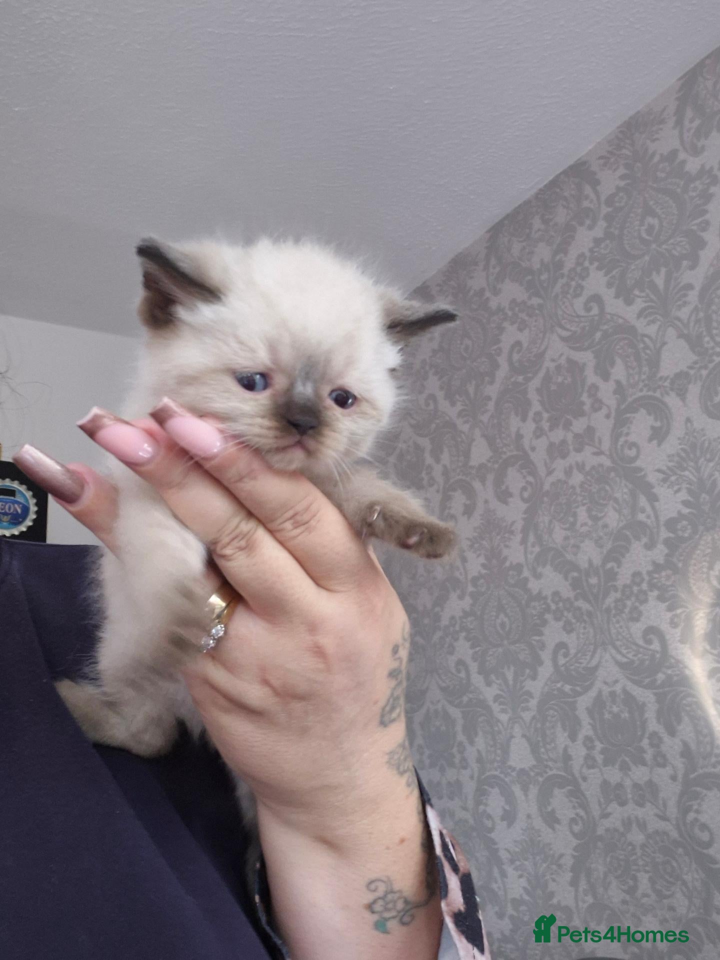Ragdoll cats seal point & chocolate Ragdoll kittens - Advert 3