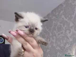 Ragdoll cats seal point & chocolate Ragdoll kittens - Advert 3