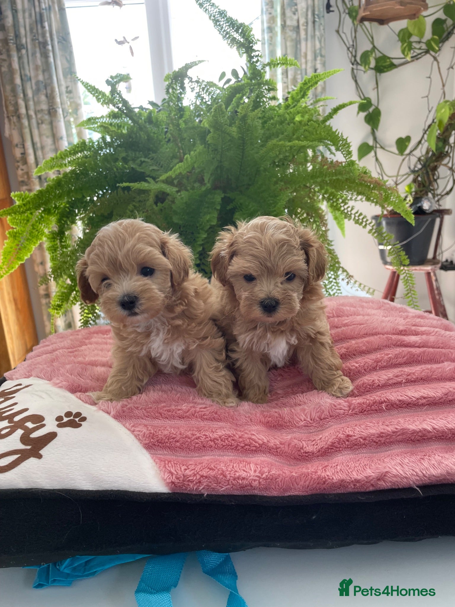 Maltipoo dogs Adorable Maltipoo Boys  - Advert 1