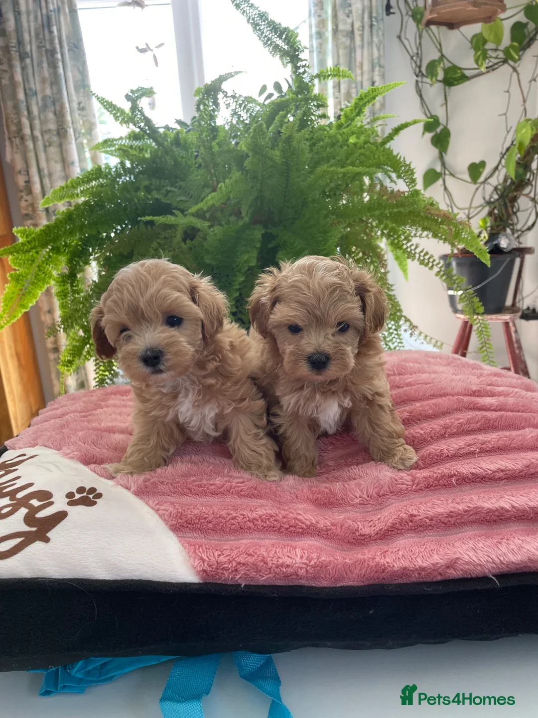 Maltipoo dogs for sale: Adorable Maltipoo Boys  - Advert 1