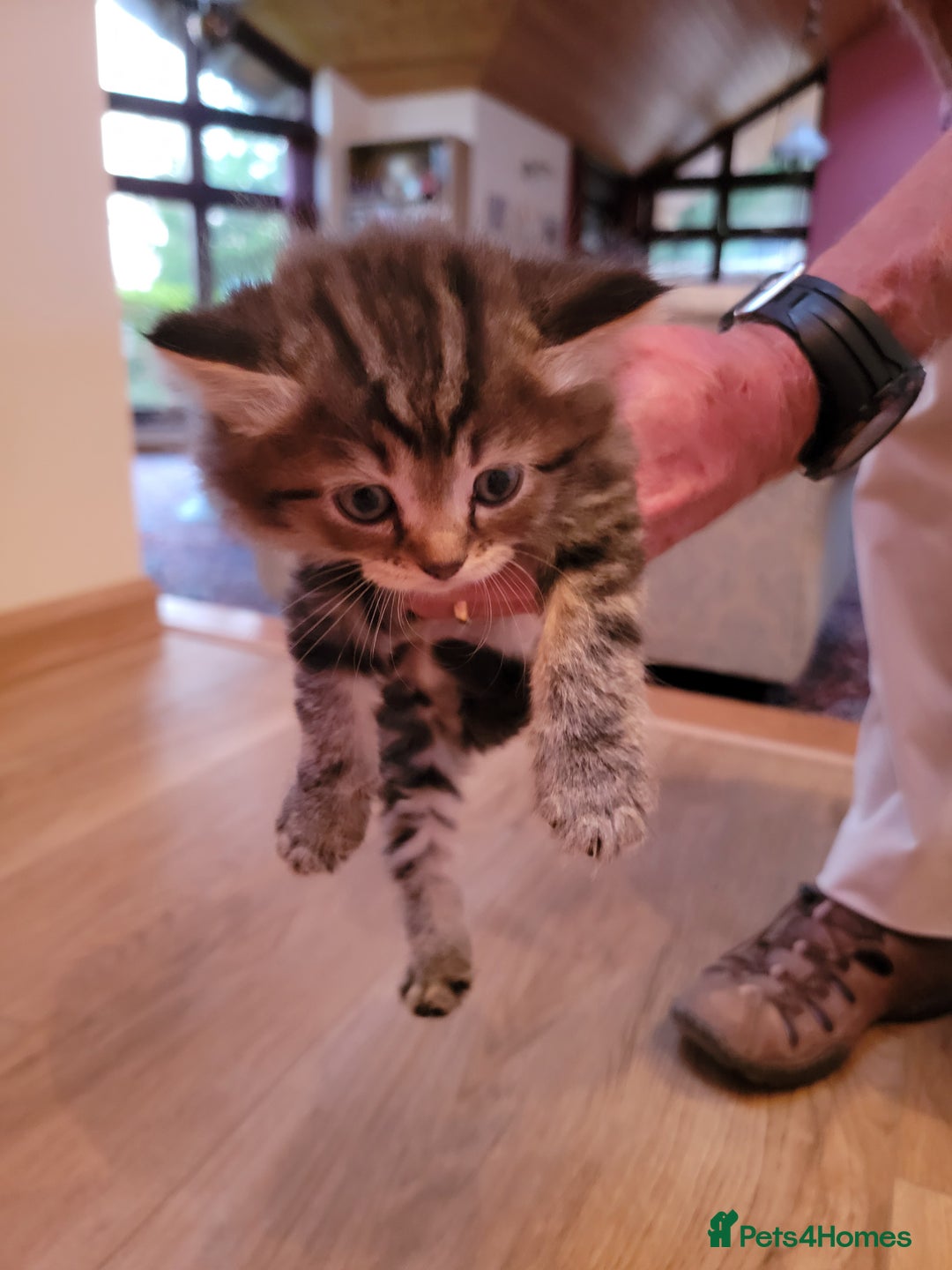 Mixed Breed cats for sale: Beautiful kittens for sale - Image 3