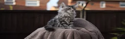 Maine Coon cats for sale: XL Pedigree Maine coon kittens - Advert 7